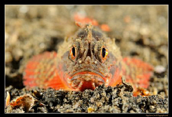 D300, 60mm AF-S Macro, 2x YS-110a Strobes, Night dive by Kay Burn Lim 